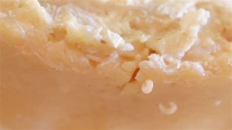 What Type Of Cheese Has Maggots In It at Joi Williams blog