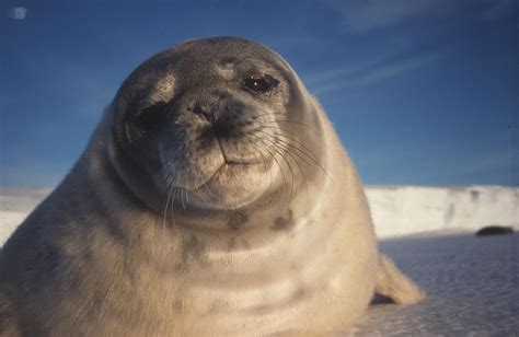 Crabeater seal teeth — Science Learning Hub