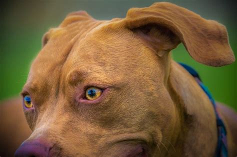 Vizsla Pitbull Mix: Will This Pooch Be The One For You?