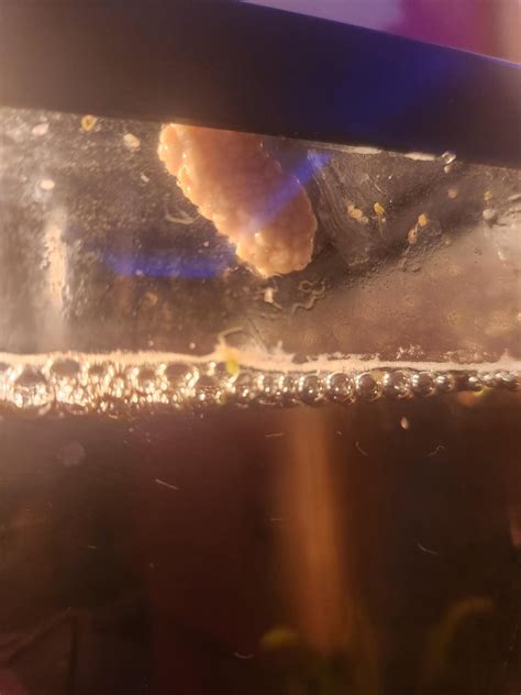 Woke up to Mystery snail eggs. How do I make sure they stay alive? I ...