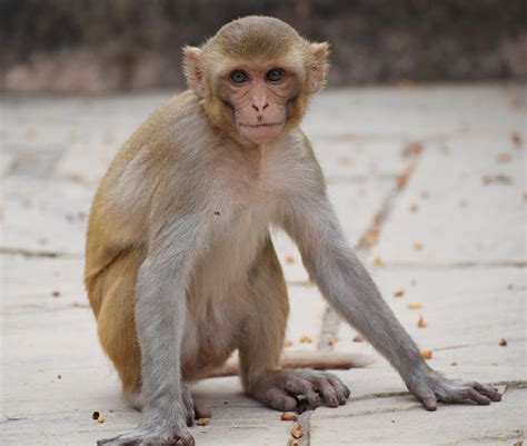 300+ Free Monkeys Sitting & Monkey Images - Pixabay