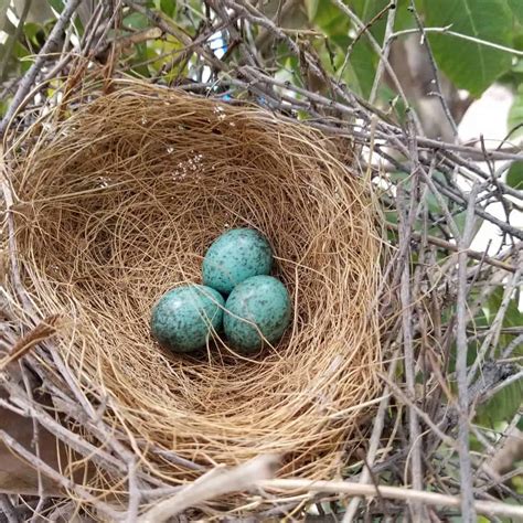 Blue Jays Bird Eggs