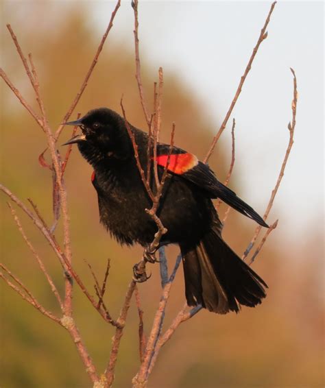 Red-winged blackbird | Season Watch - migration of red winged blackbird