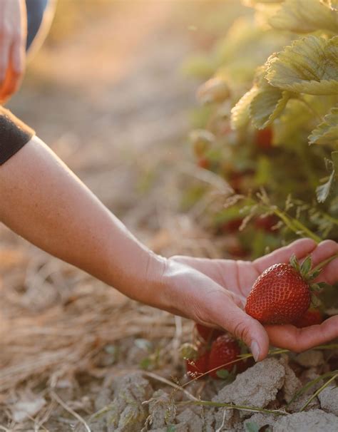 Emma Strawberry Onlyfans