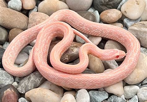 Salmon Snow Tessera Corn Snake by Captivating Reptiles LLC - MorphMarket