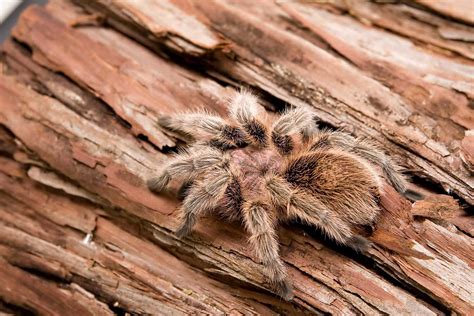 Chilean Rose Tarantula