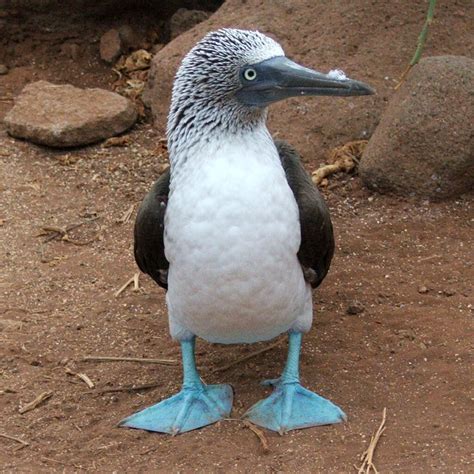 Galapagos Adventurer