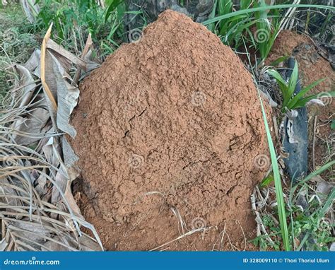 Mounds of Soil House Ant Nests in Gardens in Tropical Areas Stock Photo ...