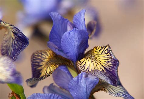 Best Growing Conditions For Siberian Iris at Chuck Miranda blog