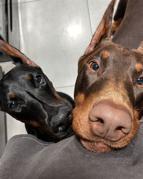 900+ Doberman Pinchers ideas in 2025 | doberman, doberman dogs ...
