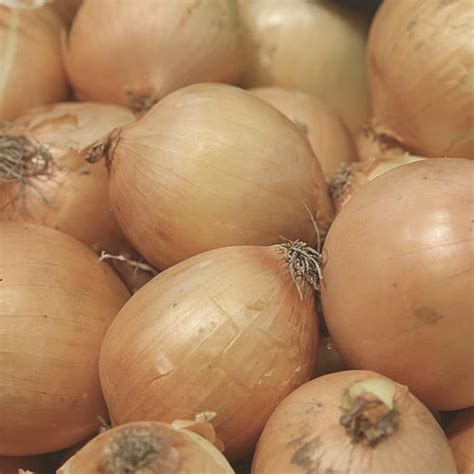 Heirloom Walla Walla Sweet Onion Seeds - My Health Forward