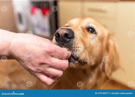 Woman Hand Feeding a Dog Food To Labrador Golden Retriever.Close-up ...