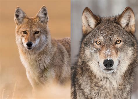 Wolf Coyote Difference