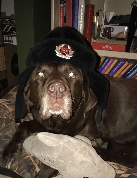 PsBattle: Dog with Soviet Union hat on. : r/photoshopbattles