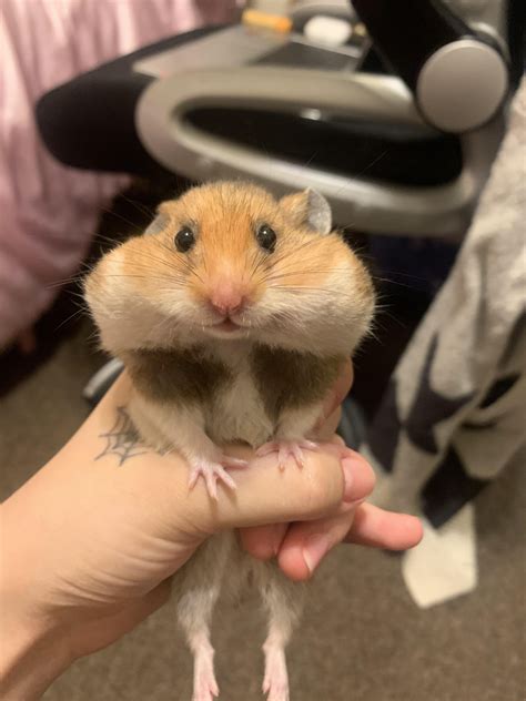 extremely full cheeks : r/hamsters