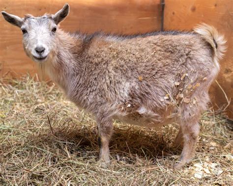 Goat Gestation: How Long is a Goat Pregnant?