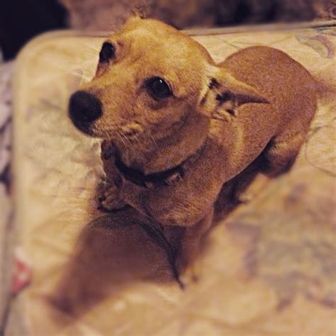 Chiweenie: Chihuahua & Dachshund Mix