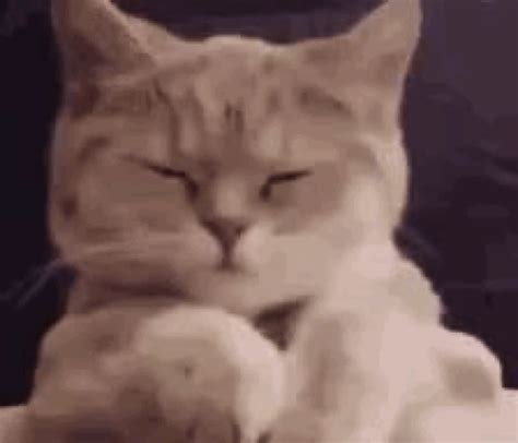 Tired Cat Gif