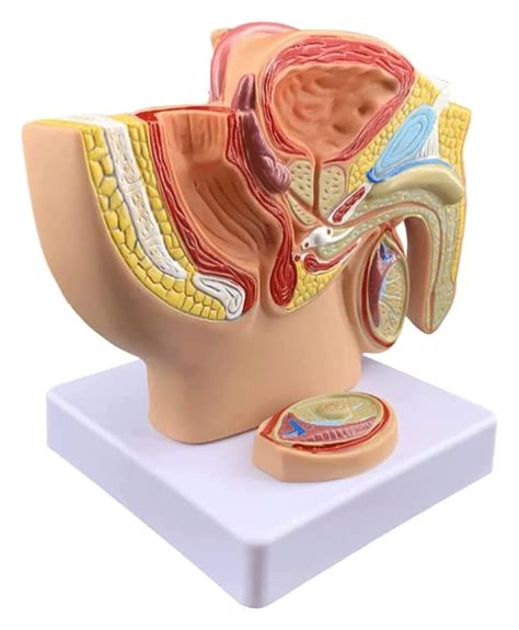 Anatomical Anatomy Model Genital Anatomy Model Human Sri Lanka | Ubuy