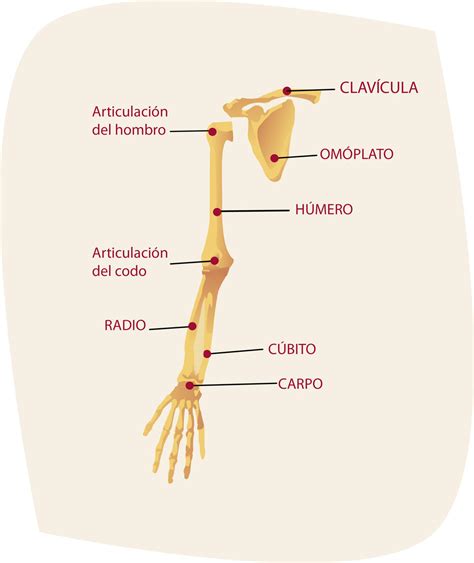 Esqueleto del brazo by leugimmartinez on DeviantArt