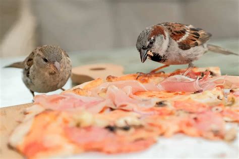Can Birds Eat Pizza? A Guide To Sharing Your Leftovers