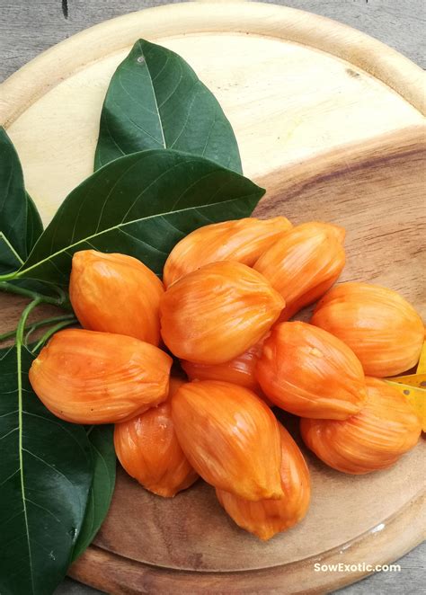 Jackfruit 'Orange Crush' (Artocarpus heterophyllus) - The Plant Seed