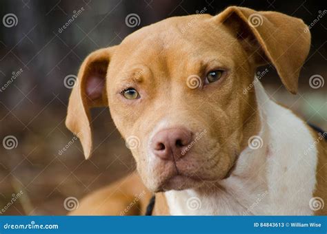 Pitbull Terrier Mixed Breed Dog Stock Image - Image of mastiff, fawn ...