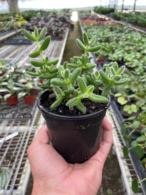 Delosperma echinatum 'Pickle Plant' – Mickey Hargitay Plants
