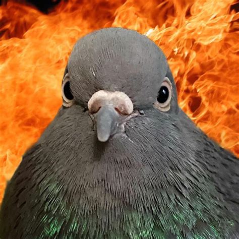 Funny Birds, Cute Funny Dogs, Cute Birds, Cute Cats, Koi Fish Drawing ...