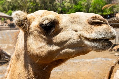 Free Photo | Closeup of a camels nose and mouth