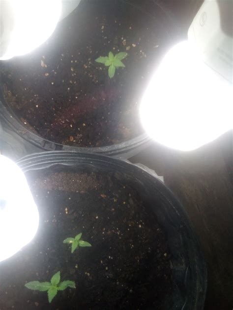 Russian Rocket Fuel Strain - Growing Tips and Medical Effects ...