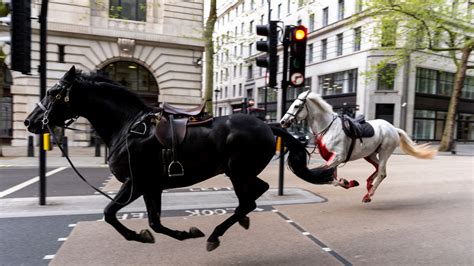 Horse that bolted through London retires | UK News | Sky News