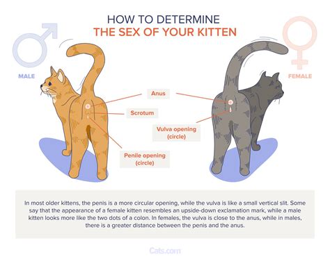 Feline Genitalia Guide (Written By a Vet) - Cats.com