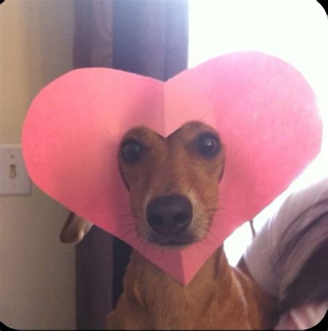 собака сердце😅 nel 2025