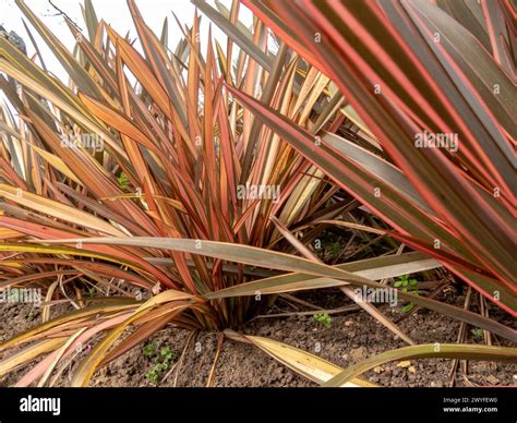 Phormium tenax hi-res stock photography and images - Alamy