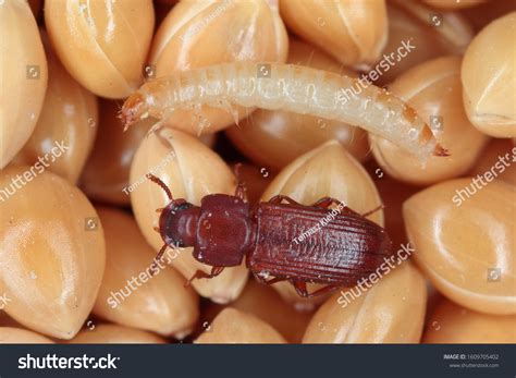 Larva Beetle Confused Flour Beetle Tribolium Stock Photo (Edit Now ...