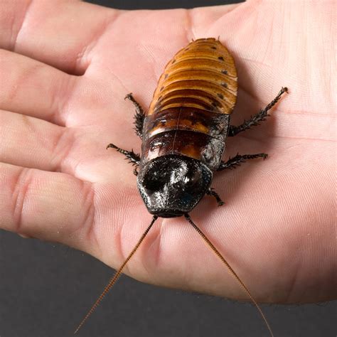 Giant Cockroach