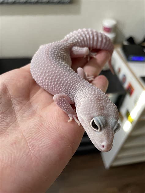 Mack Snow Blizzard Leopard Gecko