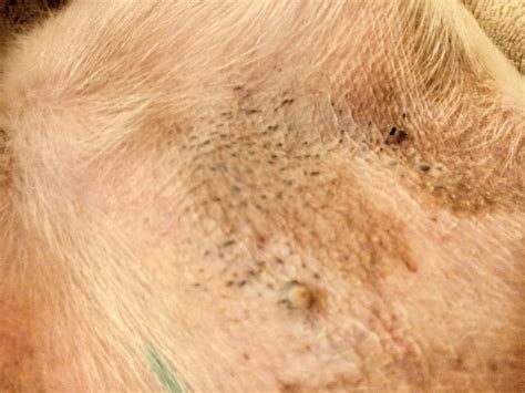 Why your dog has blackhead-like bumps on belly & armpits? | Petco