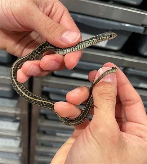 Florida Blue Garter Snake by FinosRainforestExoticPets - MorphMarket