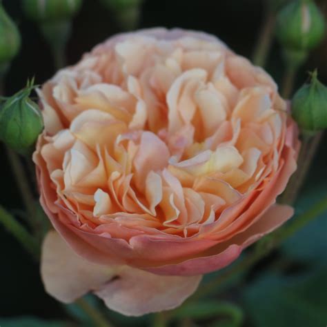 Audrey UK Potted Rose - Colin Gregory Roses Ltd