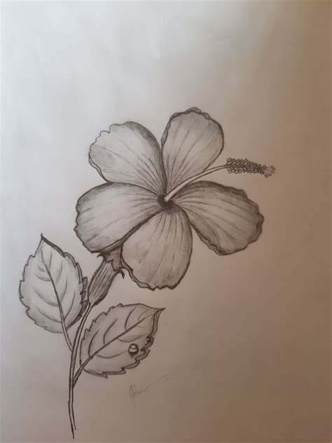 Easy Hibiscus Flower Pencil Drawing with Water Drop