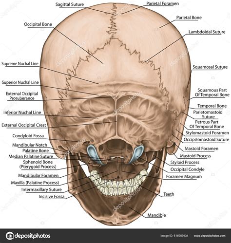 Occipital Bone Posterior View