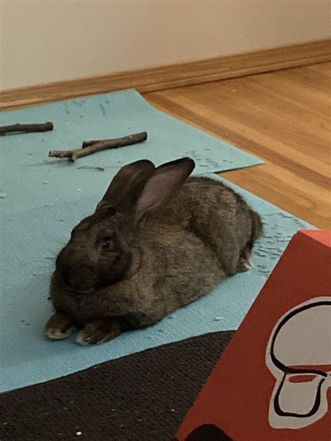 Anyone know how big an NZ/Flemish giant mix can get? : r/Rabbits