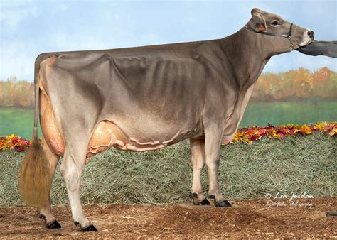 Brown Swiss Association > Spotlight > 94 & 95-Point Cows | Show cows ...