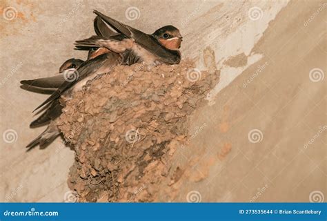 Sparrow Nest Mud