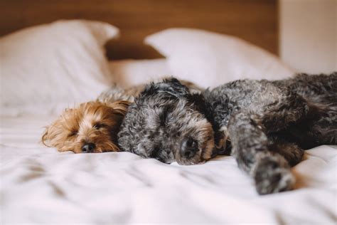 Dog-Friendly Hotels in Austin Texas: 10 Places for You and Your Dog
