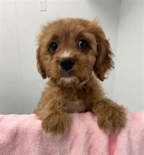 Miniature Golden Retriever-Poodle 4359 | Select A Puppy™