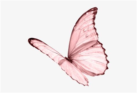 Butterfly Png Pic - White Butterfly Transparent Background - 500x488 ...