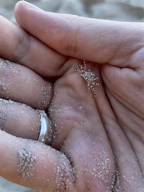 Baby Mole Crabs Snow Crab Love: Gettin' Crabby In Oregon (part 3)